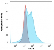 Flow cytometry testing of permeabilized human A549 cells with Nucleophosmin antibody (clone NPM1/3286); Red=isotype control, Blue= Nucleophosmin antibody.