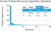 Analysis of HuProt(TM) microarray containing more than 19,000 full-length human proteins using Nucleophosmin antibody (clone NPM1/3286). These results demonstrate the foremost specificity of the NPM1/3286 mAb. Z- and S- score: The Z-score represents the strength of a signal that an antibody (in combination with a fluorescently-tagged anti-IgG secondary Ab) produces when binding to a particular protein on the HuProt(TM) array. Z-scores are described in units of standard deviations (SD's) above the mean value of all signals generated on that array. If the targets on the HuProt(TM) are arranged in descending order of the Z-score, the S-score is the difference (also in units of SD's) between the Z-scores. The S-score therefore represents the relative target specificity of an Ab to its intended target.