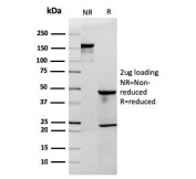 SDS-PAGE analysis of purified, BSA-free recombinant CD3e antibody (clone C3e/2858R) as confirmation of integrity and purity.