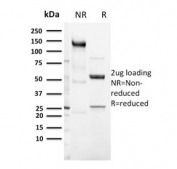 SDS-PAGE analysis of purified, BSA-free recombinant CD3e antibody (clone C3e/3125R) as confirmation of integrity and purity.
