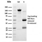 SDS-PAGE analysis of purified, BSA-free SERBP1 antibody (clone SERBP1/3491) as confirmation of integrity and purity.
