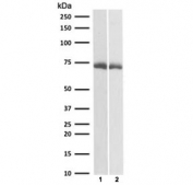 Western blot testing of human 1) A431 and 2) PC-3 cell lysate with CD73 antibody (clone CDLA73-1). Predicted molecular weight: 60-70 kDa.