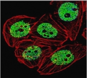 Immunofluorescence staining of human PFA-fixed MCF-7 cells with Estrogen Receptor alpha antibody (green, clone NR3Ga-4) and Phalloidin (red).