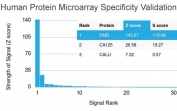 Analysis of HuProt(TM) microarray containing more than 19,000 full-length human proteins using Dystrophin antibody (clone DMD/3244). These results demonstrate the foremost specificity of the DMD/3244 mAb. Z- and S- score: The Z-score represents the strength of a signal that an antibody (in combination with a fluorescently-tagged anti-IgG secondary Ab) produces when binding to a particular protein on the HuProt(TM) array. Z-scores are described in units of standard deviations (SD's) above the mean value of all signals generated on that array. If the targets on the HuProt(TM) are arranged in descending order of the Z-score, the S-score is the difference (also in units of SD's) between the Z-scores. The S-score therefore represents the relative target specificity of an Ab to its intended target.