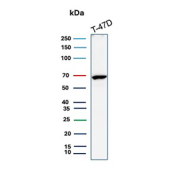 Estrogen Receptor alpha Antibody T-47D WB. Western blot analysis of human T-47D cell lysate using Estrogen Receptor alpha antibody (clone ESR1/3557) detects a band at approximately 65-70 kDa, consistent with the predicted molecular weight of Estrogen receptor alpha (ESR1), a nuclear hormone receptor expressed in hormone-responsive breast cancer cells.