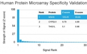 Analysis of HuProt(TM) microarray containing more than 19,000 full-length human proteins using MSH6 antibody (clone MSH6/3086). These results demonstrate the foremost specificity of the MSH6/3086 mAb. Z- and S- score: The Z-score represents the strength of a signal that an antibody (in combination with a fluorescently-tagged anti-IgG secondary Ab) produces when binding to a particular protein on the HuProt(TM) array. Z-scores are described in units of standard deviations (SD's) above the mean value of all signals generated on that array. If the targets on the HuProt(TM) are arranged in descending order of the Z-score, the S-score is the difference (also in units of SD's) between the Z-scores. The S-score therefore represents the relative target specificity of an Ab to its intended target.