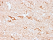 IHC staining of FFPE human cerebellum with CD137 antibody (clone 4-1BB/3201). HIER: boil tissue sections in pH9 10mM Tris with 1mM EDTA for 10-20 min and allow to cool before testing.
