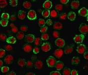 Immunofluorescence staining of MeOH-fixed human HEK293 cells with CD137 antibody (green, clone 4-1BB/3201) and Reddot nuclear stain (red).