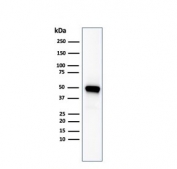 Western blot testing of human kidney lysate with CD137 antibody. Expected molecular weight: ~30 kDa monomer and 55-60 kDa dimer. Higher molecular weights may be observed due to glycosylation.