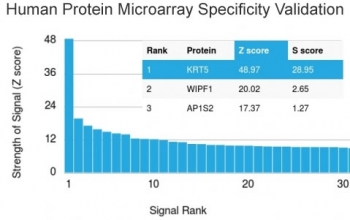 Analysis of HuProt(TM) microarray containing more than 19,000 full-length human proteins using Cytokeratin 5 antibody (clone KRT5/3594). These results demonstrate the foremost specificity of the KRT5/3594 mAb. Z- and S- score: The Z-score represents the strength of a signal that an antibody (in combination with a fluorescently-tagged anti-IgG secondary Ab) produces when binding to a particular protein on the HuProt(TM) array. Z-scores are described in units of standard deviations (SD's) above the mean value of all signals generated on that array. If the targets on the HuProt(TM) are arranged in descending order of the Z-score, the S-score is the difference (also in units of SD's) between the Z-scores. The S-score therefore represents the relative target specificity of an Ab to its intended target.