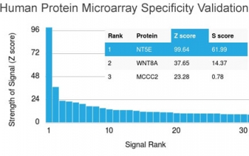 Analysis of HuProt(TM) microarray containing more than 19,000 full-length human proteins using CD73 antibody (clone NT5E/2503). These results demonstrate the foremost specificity of the NT5E/2503 mAb.<br>Z- and S- score: The Z-score represents the strength of a signal that an antibody (in combination with a fluorescently-tagged anti-IgG secondary Ab) produces when binding to a particular protein on the HuProt(TM) array. Z-scores are described in units of standard deviations (SD's) above the mean value of all signals generated on that array. If the targets on the HuProt(TM) are arranged in descending order of the Z-score, the S-score is the difference (also in units of SD's) between the Z-scores. The S-score therefore represents the relative target specificity of an Ab to its intended target.