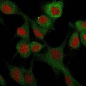 Immunofluorescence staining of human U-87 MG cells with CD73 antibody (green, clone NT5E/2503) and Reddot nuclear stain (red).
