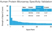 Analysis of HuProt(TM) microarray containing more than 19,000 full-length human proteins using CD73 antibody (clone NT5E/2503). These results demonstrate the foremost specificity of the NT5E/2503 mAb. Z- and S- score: The Z-score represents the strength of a signal that an antibody (in combination with a fluorescently-tagged anti-IgG secondary Ab) produces when binding to a particular protein on the HuProt(TM) array. Z-scores are described in units of standard deviations (SD's) above the mean value of all signals generated on that array. If the targets on the HuProt(TM) are arranged in descending order of the Z-score, the S-score is the difference (also in units of SD's) between the Z-scores. The S-score therefore represents the relative target specificity of an Ab to its intended target.