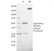 SDS-PAGE analysis of purified, BSA-free CD73 antibody (clone NT5E/2503) as confirmation of integrity and purity.