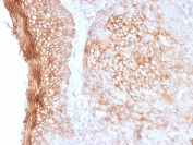 IHC staining of FFPE human tonsil tissue with CD73 antibody (clone NT5E/2505). HIER: boil tissue sections in pH9 10mM Tris with 1mM EDTA for 10-20 min and allow to cool before testing.