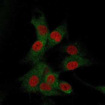 Immunofluorescence staining of human U-87 MG cells with CD73 antibody (green, clone NT5E/2505) and Reddot nuclear stain (red).
