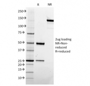 SDS-PAGE analysis of purified, BSA-free CD73 antibody (clone NT5E/2505) as confirmation of integrity and purity.