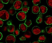 Immunofluorescence staining of human K562 cells with CD43 antibody (green, clone CDLA43-2) and NucSpot Live 650 (red).