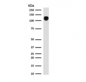 Western blot testing of human K562 cell lysate with CD43 antibody (clone CDLA43-2). Expected molecular weight: 45-135 kDa depending on glycosylation level.
