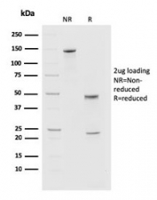 SDS-PAGE analysis of purified, BSA-free PDCD1 antibody (clone PDCD1/2720) as confirmation of integrity and purity.