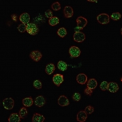 Immunofluorescence staining of PFA-fixed human MOLT4 cells with RORC antibody (green, clone RORC/2941) and Phalloidin (red).