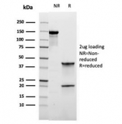 SDS-PAGE analysis of purified, BSA-free RORC antibody (clone RORC/2941) as confirmation of integrity and purity.