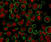 Immunofluorescence staining of PFA-fixed human K562 cells with CD43 antibody (green, clone SPN/3388) and NucSpot Live 650 (red).