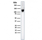 Western blot testing of human K562 cell lysate with CD43 antibody (clone SPN/3388). Expected molecular weight: 45-135 kDa depending on glycosylation level.