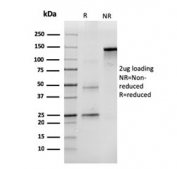 SDS-PAGE analysis of purified, BSA-free CD43 antibody (clone SPN/3388) as confirmation of integrity and purity.