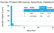 Analysis of HuProt(TM) microarray containing more than 19,000 full-length human proteins using Synaptophysin antibody (clone SYP/3551). These results demonstrate the foremost specificity of the SYP/3551 mAb. Z- and S- score: The Z-score represents the strength of a signal that an antibody (in combination with a fluorescently-tagged anti-IgG secondary Ab) produces when binding to a particular protein on the HuProt(TM) array. Z-scores are described in units of standard deviations (SD's) above the mean value of all signals generated on that array. If the targets on the HuProt(TM) are arranged in descending order of the Z-score, the S-score is the difference (also in units of SD's) between the Z-scores. The S-score therefore represents the relative target specificity of an Ab to its intended target.