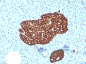 IHC staining of FFPE human pancreas with Synaptophysin antibody (clone SYP/3551). HIER: boil tissue sections in pH6, 10mM citrate buffer, for 10-20 min and allow to cool before testing.