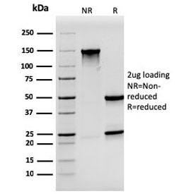SDS-PAGE analysis of purified, BSA-free Synaptophysin antibody (clone SYP/3551) as confirmation of integrity and purity.