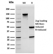 SDS-PAGE analysis of purified, BSA-free Synaptophysin antibody (clone SYP/3551) as confirmation of integrity and purity.