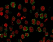 Immunofluorescence staining of human U937 cells with ICOSLG antibody (green, clone ICOSL/3111) and Reddot nuclear stain (red).