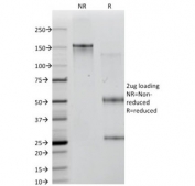 SDS-PAGE analysis of purified, BSA-free ICOSLG antibody (clone ICOSL/3111) as confirmation of integrity and purity.