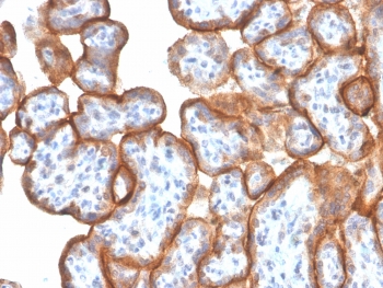 IHC staining of FFPE human placenta with VISTA antibody (clone VISTA/3006). HIER: boil tissue sections in pH 9, 10mM Tris with 1mM EDTA, for 10-20 min and allow to cool before testing.~