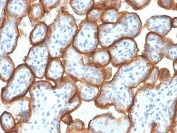 IHC staining of FFPE human placenta with VISTA antibody (clone VISTA/3007). HIER: boil tissue sections in pH 9, 10mM Tris with 1mM EDTA, 10-20 min and allow to cool before testing.