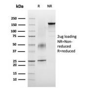 SDS-PAGE analysis of purified, BSA-free VISTA antibody (clone VISTA/3007) as confirmation of integrity and purity.