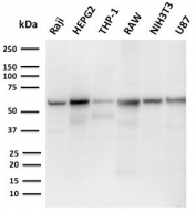 Western blot testing of 1) human Raji, 2) human HepG2, 3) human ThP-1, 4) mouse RAW264.7, 5) mouse NIH-3T3 and 6) human U-87 MG cell lysate with PD-L2 antibody (clone PDL2/2676). Expected molecular weight: 31-60 kDa depending on glycosylation level.