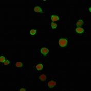 Immunofluorescent staining of human Jurkat cells with PD-L2 antibody (green, clone PDL2/2676) and Reddot nuclear stain (red).
