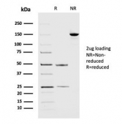SDS-PAGE analysis of purified, BSA-free PD-L2 antibody (clone PDL2/2676) as confirmation of integrity and purity.
