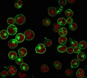 Immunofluorescence staining of human Raji cells with Pan-HLA antibody (green, clone HLA-Pan/2967R) and Reddot nuclear stain (red).