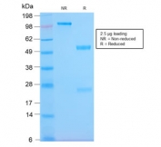 SDS-PAGE analysis of purified, BSA-free recombinant Pan-HLA antibody (clone HLA-Pan/2967R) as confirmation of integrity and purity.