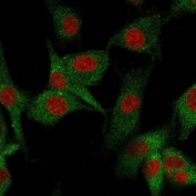 Immunofluorescence staining of human U-87 MG cells with CD73 antibody (green, clone NT5E/2545) and Reddot nuclear stain (red).