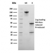 SDS-PAGE analysis of purified, BSA-free CD73 antibody (clone NT5E/2545) as confirmation of integrity and purity.