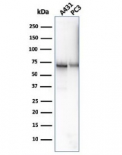 Western blot testing of human 1) A431 and 2) PC-3 cell lysate with CD73 antibody (clone NT5E/2646). Predicted molecular weight: 60-70 kDa.