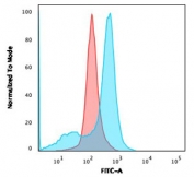 Flow cytometry testing of human U-87 MG cells with CD73 antibody (clone NT5E/2646); Red=isotype control, Blue= CD73 antibody.