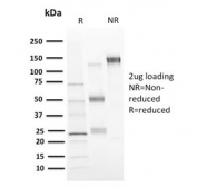 SDS-PAGE analysis of purified, BSA-free CD73 antibody (clone NT5E/2646) as confirmation of integrity and purity.