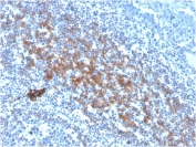 IHC staining of FFPE human tonsil tissue with biotinylated CD73 antibody (clone NT5E/2646). HIER: boil tissue sections in pH9 10mM Tris with 1mM EDTA for 10-20 min and allow to cool before testing.