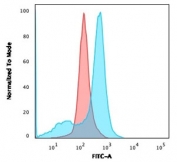 Flow cytometry testing of human U-87 MG cells with unlabeled CD73 antibody (clone NT5E/2646); Red=isotype control, Blue= CD73 antibody.